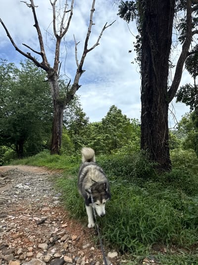 An Alaskan Malamute dog with a grey and white coat walks on a leash along a gravel path in a lush, green environment. The dog is in the foreground, facing downwards and to the right. To the dog's right is a dense patch of tall green grass. Behind the grass, a large, dark tree trunk covered in vines stands prominently. Further in the background, a variety of trees and foliage create a dense forest. To the left of the path, a large, bare, dead tree with intricate branches reaches towards a cloudy sky. The ground on the path is covered with small rocks and some debris. The overall scene suggests an outdoor, natural setting, likely a park or trail area.