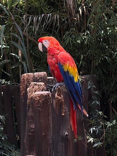 A scarlet macaw perches on a weathered, wooden structure in what appears to be an outdoor setting. The parrot, identifiable by its vibrant red plumage with yellow and blue wing feathers, has a white facial patch and a black beak. It is perched with its head angled downwards, seemingly looking towards the ground. The wooden structure consists of stacked, rough-hewn timbers, exhibiting a dark brown color and visible grain. The background features dense foliage, including bamboo-like plants and various green leaves, suggesting a naturalistic habitat. There is no evidence to determine the specific location within San Pedro Zacachimalpa, Mexico.