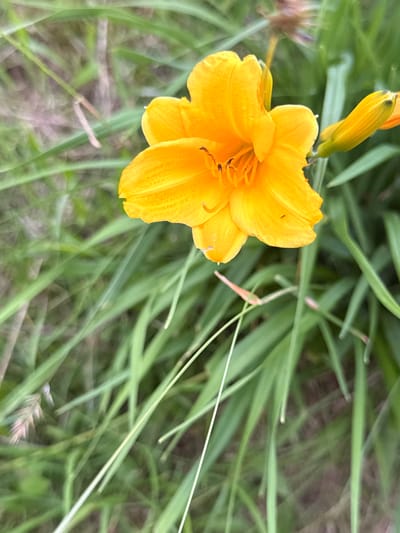 A close-up, eye-level shot captures a bright orange daylily flower in bloom, surrounded by lush green grass and foliage. The flower, with its ruffled petals and visible stamens, is the primary subject. A single, unopened bud is visible to the right of the main flower, also a vibrant orange hue. The background is softly blurred, indicating a shallow depth of field, with the green grass blades creating a natural, outdoor setting. The image appears to have been taken in Galinė, Lithuania, in a natural environment. No people or specific actions are depicted.