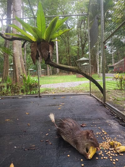An image depicts a hairy porcupine inside a metal cage. The porcupine, with brown quills and a white-tipped tail, is consuming a banana surrounded by what appears to be dry pet food. The cage's floor is dark and textured. A branch extending from the cage's upper left corner supports a fern-like plant with green leaves and brown, drooping fronds. The background shows a wooded area with green trees and small gazebo-like structures. The location is Takdat, Thailand.