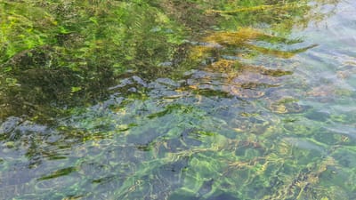 The image depicts a close-up, overhead view of clear, shallow water with visible aquatic vegetation. The water is translucent, allowing the greenish-yellow plant life beneath to be clearly seen. The surface of the water is rippled, distorting the view of the submerged flora and reflecting the surrounding environment, which appears to be foliage, likely trees or bushes, casting green and dark shadows on the water. Some areas of the water surface show golden or brownish reflections, possibly from sunlight hitting submerged elements or the surface itself. The texture of the scene is dominated by the organic shapes of the plants and the fluid movement of the water.
This scene is consistent with the natural underwater environment found in the coastal waters of Porto Cesareo, Italy, a town renowned for its clear waters and marine protected areas, such as the marine reserve encompassing the Ionian Sea coastline. The shallow, clear waters are characteristic of the coastline and the presence of abundant seagrass meadows.