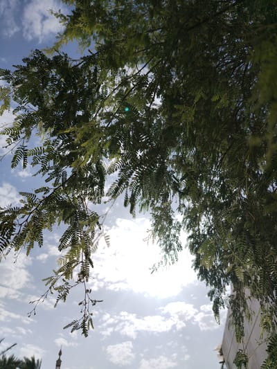The image is a low-angle shot looking up through the dense, green foliage of a tree towards a bright, partly cloudy sky. The sun is partially obscured by the leaves, creating a lens flare effect in the upper right quadrant of the image. The leaves are small and feathery, forming intricate patterns against the sky. In the background, a sliver of a white building is visible on the right, and a minaret of a mosque can be seen in the lower center of the image, silhouetted against the sky. Palm fronds are also visible in the lower left corner. The scene suggests an outdoor environment, likely in a warm climate, with elements of both nature and Islamic architecture present. The location is identified as Al Mas'oudi, United Arab Emirates.