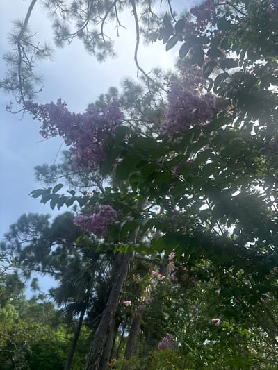 This is a low-angle shot looking up through the canopy of trees in Delray Beach, Florida. The sky is visible through the branches, which are laden with clusters of light purple flowers, likely crape myrtles. Pine needles from evergreen trees are also prominent. Sunlight filters through the foliage, creating bright highlights and dappled shadows. The scene is lush and verdant, suggesting a natural or park-like setting. No people or specific structures are visible.