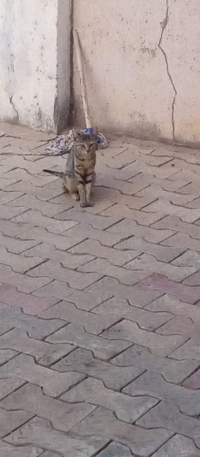 In Narayi, Nigeria, a medium-sized tabby cat with grey and brownish striped fur is depicted sitting on interlocking grey pavers. The cat is positioned in the upper-middle section of the frame, facing directly towards the viewer with an alert posture. Behind the cat and slightly to the left, a light-colored concrete wall shows signs of wear, discoloration, and prominent vertical cracks. A wooden mop handle, with a blue and white fabric mop head, leans vertically against the wall in the background. A crumpled piece of blue and white patterned fabric lies on the ground near the mop head. The foreground consists entirely of the grey interlocking pavers, which appear dry and show minor surface wear. No other living subjects or active interactions are visible.