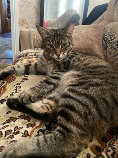 A tabby cat with grey and brown stripes is lying on its back on a patterned fabric. The cat's eyes are open and looking towards the viewer. Its ears are perked up. The fabric it is lying on has a complex pattern with floral motifs in brown, blue, and yellow on a cream background. The cat's fur is short and sleek. Its paws are visible, and one paw is resting on the fabric. In the background, there are some beige and patterned upholstery elements, suggesting the cat is on a piece of furniture. The lighting suggests it could be daytime, possibly indoors. No text is visible in the image.