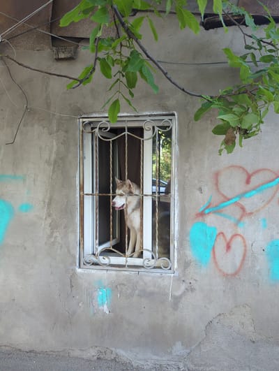 A Siberian husky dog is looking out of a barred window in an old, weathered building. The dog is light-colored with brown markings. The window is small and set into a concrete wall that is adorned with graffiti. The graffiti includes teal-colored spray paint and red outlines of hearts. Green leaves from a tree hang down in the upper portion of the image, partially obscuring the building's roofline. The overall scene suggests a somewhat neglected urban environment, possibly in the older districts of Tbilisi, Georgia.
