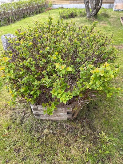 The image displays an outdoor garden or yard scene in Sauðárkrókur, Iceland, under diffused daylight. The primary subject is a dense, deciduous shrub, likely a Spiraea species, exhibiting numerous thin, reddish-brown branches covered in vibrant light green leaves, some with yellowish or reddish tints, indicative of new growth. The shrub is planted within a weathered, light-colored wooden planter, constructed from planks and appearing square or rectangular, situated on the ground.
The immediate ground around the planter and extending into the background is covered in patchy grass, showing a mix of vibrant green and drier, straw-like areas, with some weeds like dandelions present. To the left of the shrub in the middle ground, a light gray, irregular stone or concrete block is partially visible. Further back on the left, a row of smaller, sparsely leaved shrubs or a low hedge with dark branches and emerging green foliage runs along a gentle incline.
In the center-right background, a mature tree with light-colored, possibly peeling bark (consistent with a birch) stands. To the right of the tree, a horizontal wooden structure, potentially part of a fence or building base, is visible. In the far right background, a translucent, possibly plastic-covered structure, resembling a small greenhouse or cold frame, is situated near the ground. No people are present in the scene.