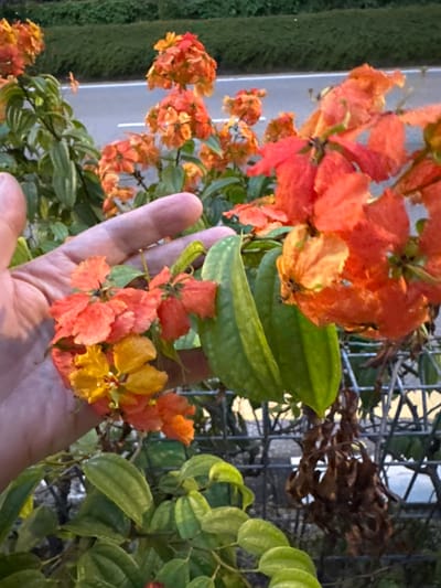The image shows a close-up view of a hand holding a cluster of vibrant orange and yellow flowers. The flowers have delicate, ruffled petals and are arranged in small bunches. The hand appears to be gently cupping the flowers, suggesting an interaction with nature. Behind the flowers, a blurred background shows a road with white lines, indicating an urban or roadside setting. In the far background, a dense green hedge or shrubbery is visible, and beyond that, a hint of a grey sky. The overall lighting suggests it is either early morning or late afternoon, with soft light illuminating the scene. There are no visible landmarks that definitively place this scene in Kuala Lumpur, Malaysia, but the presence of a road and dense vegetation is common in many urban environments. The image lacks any explicit indicators of a specific location within Kuala Lumpur, such as street signs, distinctive architecture, or recognizable cityscapes.