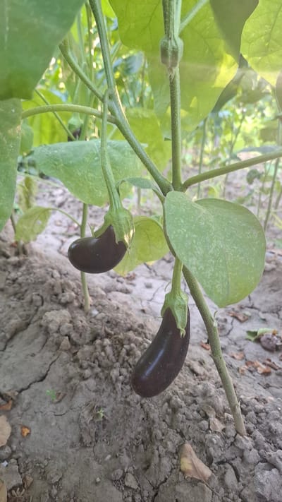 The image shows a close-up view of an eggplant plant growing in soil. Two small, dark purple eggplants are visible hanging from the stem. The plant has several green leaves and the soil appears dry and cracked, with some fallen leaves scattered on the ground. The background is blurred, showing more greenery and sunlight filtering through. The scene depicts a small-scale agricultural setting.