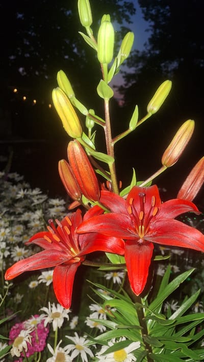 The image depicts a close-up view of red lilies and their buds against a dark, outdoor background at dusk or night. The lilies are vibrant red with prominent orange stamens. Several buds are visible, some are green and elongated, while others are a reddish-orange, suggesting they are nearing bloom. In the blurred background, there are hints of white daisy-like flowers and some indistinct pink flowers. The lighting suggests an artificial light source illuminating the lilies from the front, creating highlights and casting shadows. The overall scene is likely a garden or outdoor setting. There is no discernible information to place this image in a specific city or country.
