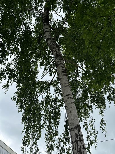 The image shows a low-angle view of a birch tree with its canopy of green leaves against a cloudy sky. The tree trunk is prominently visible, featuring the characteristic white bark with dark horizontal markings. The branches spread out, with some leaves appearing to droop. A portion of a white building with horizontal window elements is visible in the lower left corner of the frame. There are no people or animals present in the image. The overall environment appears to be outdoors, likely in a park or urban area given the presence of the building. The scene does not provide specific visual cues to pinpoint its exact location within Podolsk, Russia, beyond it being an outdoor setting with vegetation and architecture.