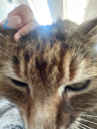 The image shows a close-up, low-angle shot of a cat's face, with its head and fur filling most of the frame. The cat has brown and black tabby markings. A person's hand is visible in the lower left corner, gently holding the cat's head. The person's fingernails are painted with a French manicure design, featuring a light pink base and a blue tip.

The background is blurry and appears to be an indoor setting with bright overhead lighting, possibly a fluorescent light fixture, creating a washed-out effect. To the right of the cat, a textured gray surface is visible, which could be a blanket or piece of fabric.

The cat's eyes are partially closed, and its whiskers are prominent. The low angle suggests the photo was taken from the cat's perspective or from very close to it, looking up. There are no visible signs of the time of day or weather conditions, but the indoor lighting indicates it's likely not daytime outdoors. No text is visible in the image. The context of Shumen, Bulgaria, provides a geographical location but no specific visual cues within the image confirm this location.