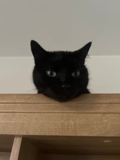 A black cat with bright green eyes peers over the edge of a wooden surface. The cat's head is mostly visible, with its ears perked and its gaze directed downwards. The wooden surface appears to be the top of a piece of furniture, possibly a cabinet or shelf. The background is a plain, light-colored wall, suggesting an indoor setting. There is no indication of the location being in Zabrze, Poland.