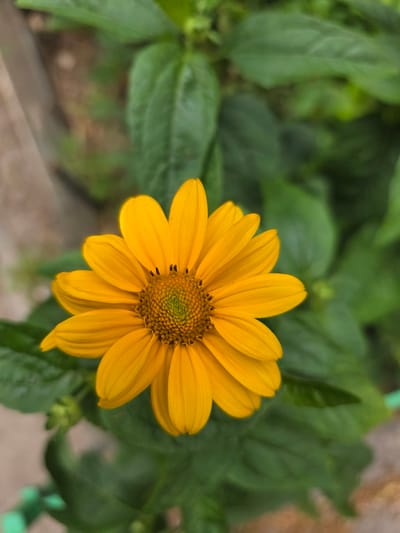 This is a close-up, eye-level shot of a vibrant yellow flower, possibly a daisy or sunflower variety, set against a backdrop of lush green foliage. The flower is the central subject, with its bright yellow petals radiating outwards from a textured, central disk that is a mix of green and brown. Some tiny black specks, likely pollen or stamens, are visible within the flower's center. The petals are slightly curved and appear delicate. The background consists of soft-focus green leaves, suggesting an outdoor garden setting. The lighting appears natural, indicating it's daytime. There are no people, visible text, or specific weather cues, though the overall impression is one of natural beauty and growth. The scene is calm and focused on the intricate details of the single flower. The mention of Kyiv, Ukraine, places the photograph within a specific geographical context, but this information is not visually evident within the image itself.