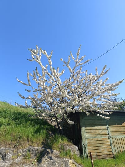 The image shows a blooming tree with white flowers in front of a green wooden shed on a sunny day. The sky is clear and blue. The tree is located on a grassy hill with some rocks visible at the base. A power line stretches across the upper right of the frame. The location is Simferopol, Ukraine.