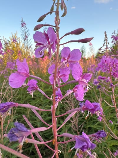 A close-up, low-angle shot captures a cluster of vibrant purple fireweed flowers in bloom against a backdrop of a soft blue sky and a field of green and yellow foliage. The focus is on the delicate petals and slender stems of the flowers, some of which are still in bud form. In the distance, more fireweed plants stretch towards the horizon, creating a sense of depth and vastness. The setting appears to be natural, possibly a meadow or roadside, given the abundance of wildflowers. The image was taken in the city of Стеклянный, Russia.