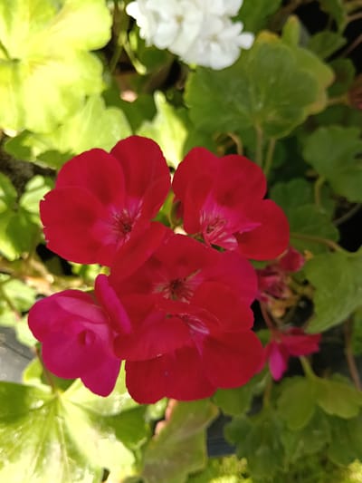 The image displays a close-up view of a cluster of red and fuchsia flowers, centrally positioned within a natural setting. Approximately five to six prominent blossoms are visible, characterized by multiple smooth, rounded petals. The centers of several flowers exhibit intricate internal structures, including stamens and pistils, appearing in lighter pink and white hues. Surrounding the main floral cluster are various green leaves; those on the left side of the frame are a bright, almost yellowish-green, suggesting direct illumination, while leaves on the right are a darker, more muted green. In the upper right background, out of focus, are indistinct forms of white flowers. The background is significantly blurred, indicating a shallow depth of field. The scene is brightly lit. No human subjects, actions, or specific man-made objects are identifiable. This scene is located in Красный Маяк, Russia.