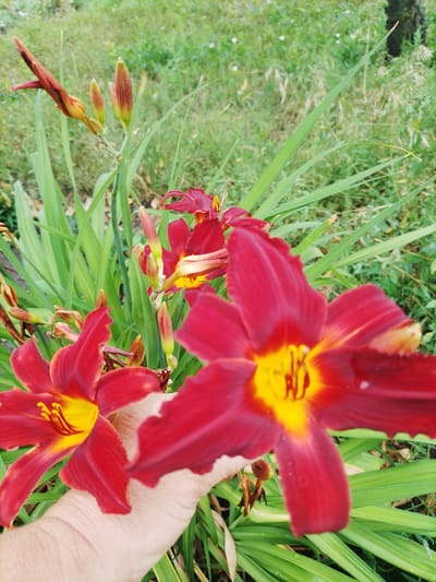 In Ustyvytsia, Ukraine, a close-up shot captures a cluster of vibrant red daylilies with bright yellow centers. A hand is gently holding one of the flowers, its petals a deep crimson. Surrounding the blooms, lush green foliage provides a natural backdrop. In the distance, a blurry green field suggests an outdoor setting. The image is taken from a low angle, emphasizing the flowers and the hand.