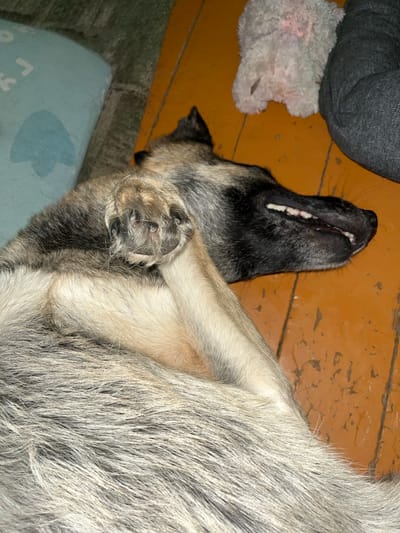 A dog is lying on its back on an orange wooden floor, with its mouth open and teeth visible. The dog appears to be a medium-sized breed with tan and grey fur. It is covering its face with its paw, and its eyes are closed, suggesting it is asleep or resting. To the left of the dog is a light blue pillow with a white abstract design. To the upper right of the dog, a light pink plush toy is visible, and to the far right, a dark grey object, possibly a dog bed or cushion, is partially visible. The background appears to be a room with wooden flooring. There is no indication of the city of Nizhny Tagil, Russia in the image.