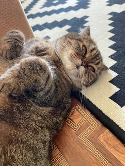 A brown tabby cat with folded ears is lying on its back on a patterned rug. The cat's eyes are partially closed, giving it a sleepy or content expression. Its paws are curled up on its chest. The rug has a black, white, and grey geometric pattern. To the right of the cat, there is a section of wood-look flooring with a decorative geometric pattern. The lighting suggests it is daytime, and the scene appears to be indoors. No visible text.