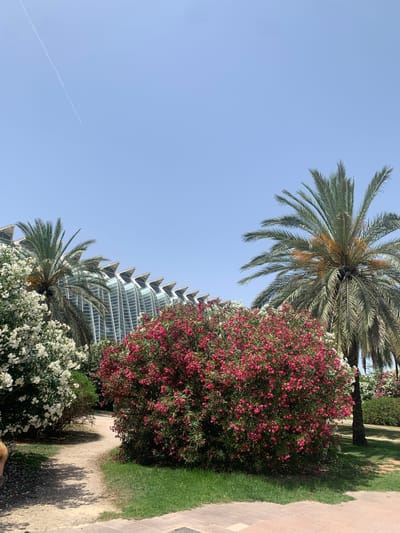 This image shows a sunny day scene in the City of Arts and Sciences in Valencia, Spain. In the foreground, a dirt path winds through lush greenery, bordered by a patch of bright green grass on the right. Vibrant bushes laden with pink and white flowers flank the path, with several palm trees rising above them. Behind the foliage, the distinctive architectural structure of the Hemisfèric, with its modern, sail-like glass roof, is visible against a clear blue sky. A faint contrail from an aircraft is visible in the upper left quadrant of the sky. The scene depicts a well-maintained public space with a blend of natural and architectural elements.