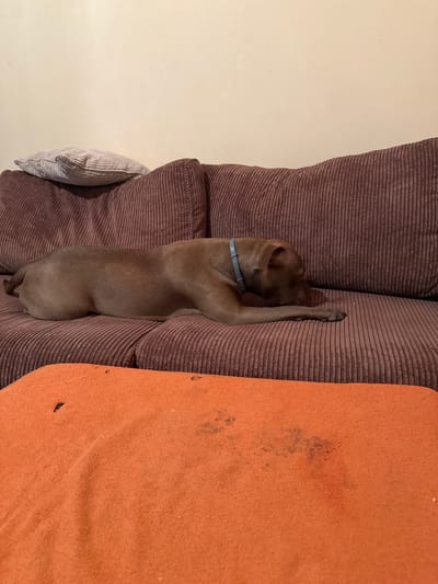 The image shows a medium-sized dog with a grey collar sleeping on a couch. The dog is lying on its side with its front paws stretched out. The couch is upholstered in brown corduroy and has an orange cushion on the right side. There is also a light-colored pillow on the left side of the couch. The background is a plain beige wall. The lighting suggests it is daytime, but no specific time of day is discernible. The scene appears to be indoors, likely in a home. There is no visible text in the image.