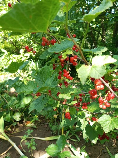 The image shows a close-up view of red currants on a bush. The berries are small, round, and bright red, growing in clusters on thin stems. Green leaves with serrated edges surround the berries. The background is blurred, showing more greenery and sunlight filtering through the trees, suggesting an outdoor, natural setting. The ground below the bush appears to be dark soil with some fallen leaves and small plants. There are no people or animals visible in the frame. The overall impression is one of a garden or natural vegetation in a rural or semi-rural environment. The location is identified as Ароматновское сельское поселение, Ukraine.