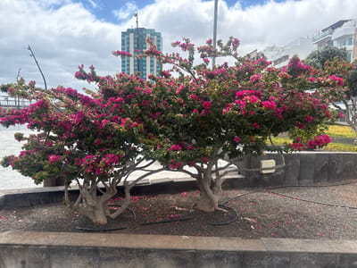 The image shows two Bougainvillea trees with vibrant pink flowers in Arrecife, Spain. The trees are planted in a bed of dark gravel surrounded by a low concrete wall. Black irrigation tubing is visible on the gravel around the base of the trees. In the background, there is a tall, modern building with a glass facade and white residential buildings. The sky is overcast with scattered clouds.