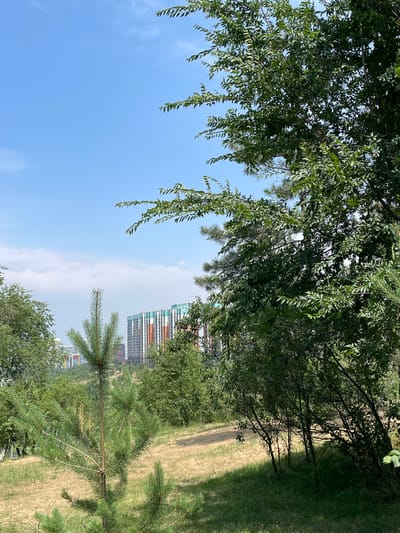 The image shows a view of the city of Almaty, Kazakhstan, with a foreground of trees and grass. In the midground, there is a young pine tree and a path. In the background, there are multi-colored apartment buildings. The sky is blue with some clouds. The scene appears to be a park or green space within the city.