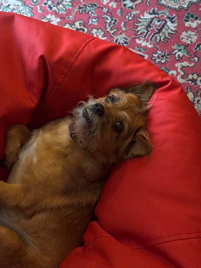 A medium-shot, high-angle, vertical, indoor photograph shows a small, tan-colored terrier-mix dog lying on its back on a bright red beanbag chair. The dog's head is tilted to the left, its eyes are open and looking upwards, and its mouth is slightly agape, revealing its teeth. Its ears are perked up, and its fur is somewhat disheveled. A thin, patterned collar is visible around its neck. The beanbag is soft and appears to be made of a durable fabric, with some creases and folds indicating its pliable nature. In the background, a red oriental rug with intricate floral patterns is partially visible. The lighting is even, suggesting an indoor setting during daylight hours. There are no people present in the image. This scene is likely taking place in a residential interior in Odesa, Ukraine, based on the provided context.