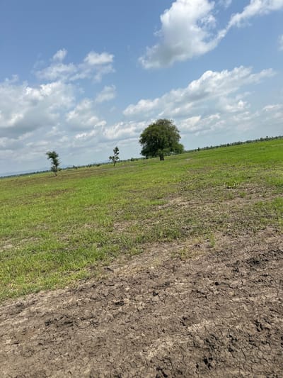 The image depicts an agricultural landscape in Lau, Nigeria, under a partly cloudy sky. The scene is divided diagonally, with the sky occupying the upper left portion and the land the lower right. The sky is a vibrant blue, dotted with scattered white cumulus clouds, suggesting a bright day. The land itself is a mix of cultivated and fallow fields.

The cultivated section is a lush green field, appearing to be a crop such as rice or maize, with rows indicative of planting. Towards the right side of the image, the land transitions to dry, cracked earth, suggesting a section of the field that has been harvested or is awaiting cultivation. This contrast in the soil and vegetation highlights agricultural activity.

Several trees are scattered across the landscape. A larger, mature tree stands prominently in the mid-ground of the green field. Further in the distance, two smaller trees, possibly palm trees, are visible. The horizon line is low, and distant hills or a tree line can be faintly discerned.

The overall impression is one of rural life and agriculture in a tropical or sub-tropical climate. The lighting suggests it is daytime, likely mid-morning or afternoon, given the brightness and the shadows cast. There is no visible text in the image. The scene evokes a sense of openness and the cyclical nature of farming.