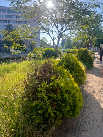 The image depicts a sunlit street scene in Zlatograd, Bulgaria, likely during daytime hours, given the bright sunlight and clear sky. In the foreground, a paved sidewalk with a circular pattern runs along a strip of greenery. This strip contains a mix of manicured bushes, primarily bright green coniferous plants, and some taller, dry grasses and shrubs. Further back, across a grassy bank, a river or canal is visible, spanned by a concrete bridge. Beyond the bridge, trees line the opposite bank, and beyond them, a multi-story building with a light-colored facade and numerous windows is situated. Several cars are parked in front of this building, and streetlights are also visible. In the middle ground, more trees and bushes are present, some of which are lit by the strong sunlight, creating lens flare effects. A single person, a male wearing a dark t-shirt and dark trousers, is walking away from the camera on the sidewalk, casting a shadow. The overall impression is one of a well-maintained urban environment integrated with natural elements.