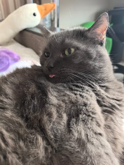 A close-up, medium shot captures a fluffy, grey cat with bright green eyes and its tongue sticking out slightly. The cat is resting on a soft surface, likely a bed or blanket, with a plush toy goose visible in the blurred background to the left. The setting appears to be indoors, with diffused lighting suggesting it could be daytime. The cat's fur is dense and appears well-groomed. The overall mood is relaxed and playful, due to the cat's expression and the presence of the toy. There is no visible text in the image.