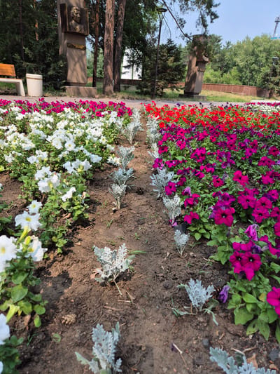 This image captures a well-maintained flowerbed in a park setting, likely in Pavlodar, Kazakhstan, given the context of the prompt. In the foreground, rows of vibrant petunias dominate the scene. White petunias are planted on the left, while on the right, a dense bed of deep magenta and pink petunias creates a striking contrast. Interspersed between the flower rows are small, silvery-green plants, adding texture and visual interest.
In the middle ground, a paved pathway runs horizontally, separating the flowerbeds from the background. Beyond the path, two monuments stand prominently. The monument on the left features a bronze bust of a man set against a stone pedestal with inscribed text. Beside it, a wooden park bench with a concrete base and a trash receptacle are visible. The monument on the right is a tall, slender stone structure, also with an inscribed plaque.
The background is filled with lush green trees, suggesting a park or a forested area. The sky is clear and bright blue. The overall impression is of a serene and aesthetically pleasing public space. The image is taken from a low angle, looking slightly upwards towards the monuments and trees.
