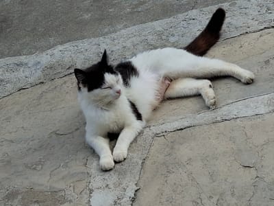 An outdoor, eye-level photograph captured in Kran, Bulgaria, displays a black and white tuxedo cat resting horizontally on a weathered grey concrete or flagstone surface. The cat is positioned on its right side, with its eyes closed, suggesting sleep or deep relaxation. Its white fur covers its face, chest, belly, and legs, while black fur patches are visible on its ears, forehead, a section of its back/side, and its extended tail. The cat's white belly is exposed, showing multiple visible nipples. Its front paws are positioned together at the left of the frame, and its rear legs are splayed out. The paved surface beneath the cat exhibits visible cracks, texture variations, and distinct linear segments.