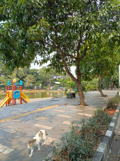 This media file depicts a scenic park in North Jakarta, Indonesia, on a bright, sunny day, likely in the late afternoon given the long shadows. The foreground features a gray tiled walkway lined with green bushes and bordered by concrete curbs. A cat with white and brown fur is walking on the tiled path, adding a touch of life to the scene.
In the middle ground, a calm lake reflects the surrounding greenery and the clear sky. Adjacent to the lake is a vibrant children's playground with a red, yellow, and blue slide, swings, and climbing structures. Several people are scattered throughout the park, some sitting on benches, others near the playground, suggesting a leisurely atmosphere.
The background is filled with lush trees, providing ample shade. One tree in particular, prominently featured on the right side, bears what appear to be green fruits. The overall setting is a well-maintained public park, ideal for recreation and relaxation. The presence of the playground and the lake indicates it's a family-friendly space. The sunlight filtering through the leaves creates dappled patterns on the ground, enhancing the tranquil and inviting mood of the location. There is no visible text in the image.