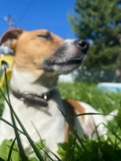 A medium-sized dog with tan and white markings is lying in green grass. The dog is wearing a dark collar. The background is blurred, showing a blue sky, green trees, and possibly some outdoor structures. The photo appears to have been taken outdoors on a sunny day. The location is identified as Bol'shoe Zaborod'e, Russia.