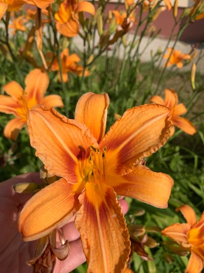 The image shows a close-up of an orange daylily in full bloom. The flower has six petals, with deep orange markings towards the center. The stamens are visible and are tipped with black anthers. A person's hand is gently holding a wilting part of the flower, and a ring is visible on one of the fingers. In the background, several other daylilies are in various stages of bloom and wilting, surrounded by lush green foliage. The scene appears to be outdoors, possibly in a garden, given the presence of multiple flowers and the natural lighting. The time of day appears to be daytime, with sunlight illuminating the flowers. There is no visible text in the image. The location is identified as Kapyĺ, Belarus. The overall impression is one of natural beauty and the cyclical nature of life, with blooming flowers alongside signs of wilting.