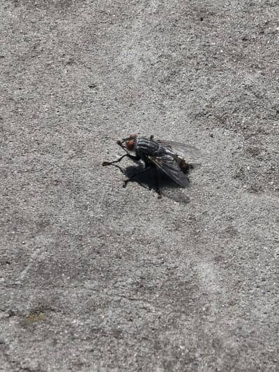 A single fly is shown resting on a textured grey surface, likely concrete or pavement, under bright daylight conditions. The fly is positioned in the lower center of the frame, facing towards the upper left. Its body appears dark, with visible wings and legs. The background is a uniform expanse of the grey surface, with subtle variations in texture and light. There are no people or other discernible objects in the image, nor any indication of its location within Kyiv, Ukraine.