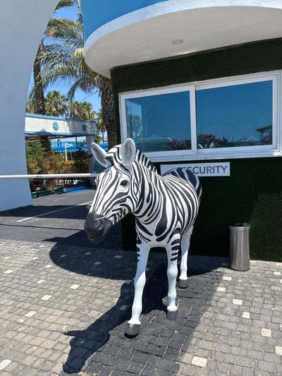 The image shows a life-sized zebra statue with black and white stripes, positioned on a cobblestone pathway. The zebra is leaning forward, with its head turned to the right. Behind the zebra, there is a building with large windows and artificial turf covering its lower section. A white sign with the word "SECURITY" is visible on the building wall. To the right of the zebra, a metal trash can stands on the cobblestones. The scene is outdoors, with palm trees and other greenery visible in the background, suggesting a warm climate. The lighting indicates it's daytime, with strong shadows cast by the zebra and the building, implying the sun is out. The overall impression is of an outdoor decorative installation, possibly at an entrance or walkway.