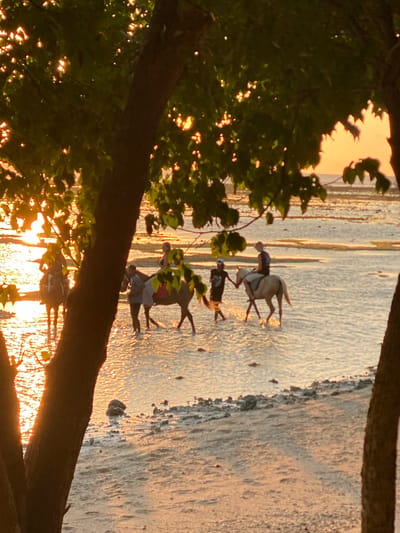 The image depicts a serene scene at a beach in Indonesia during sunset. In the foreground, silhouetted trees with dappled sunlight filtering through their leaves frame the view. The water, shallow and reflecting the warm hues of the sunset, covers a sandy shore dotted with small rocks and shells.

Several people are engaged in horseback riding in the shallow water. One person is riding a horse and appears to be walking through the water. Another individual is seen leading a horse, also wading through the water. Further in the distance, another person is riding a horse. The riders are wearing casual attire, and some of the horses have saddles. The sunset casts a golden glow over the entire scene, creating a tranquil and picturesque atmosphere. The location is specified as Unknown, Indonesia.