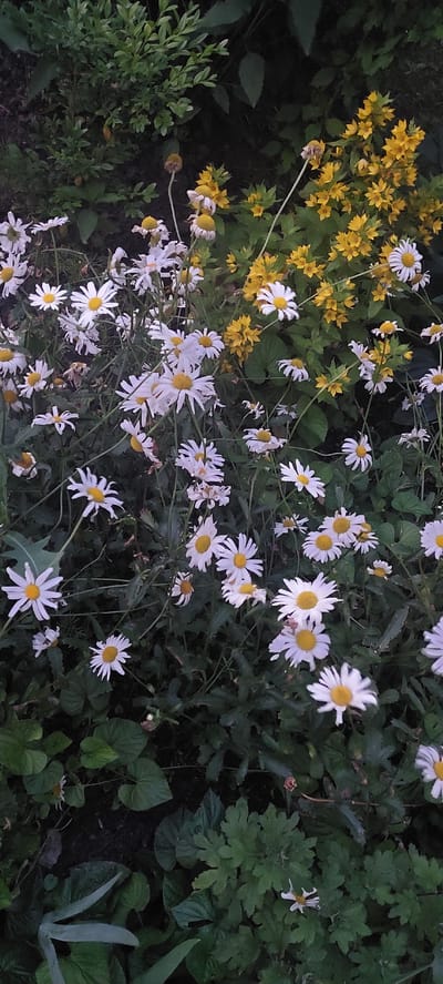 This image captures a close-up view of a flower garden, likely in Kyiv, Ukraine, suggesting a late spring or summer day. The scene is dominated by a profusion of white daisies with yellow centers, interspersed with clusters of small, bright yellow flowers. The daisies, with their numerous petals, create a sense of abundance and delicate beauty. Some of the daisies are in full bloom, while others appear to be wilting, showing signs of the natural cycle of growth and decay. The yellow flowers, possibly Lysimachia, add a vibrant splash of color against the backdrop of lush green foliage. The plants are densely packed, creating a textured and layered visual. The lighting suggests it might be late afternoon or early evening, with soft, diffused light that casts subtle shadows, enhancing the depth and dimensionality of the scene. There are no people or animals visible, focusing the attention solely on the botanical elements. The overall impression is one of natural, untamed beauty, a quiet moment in a garden setting.