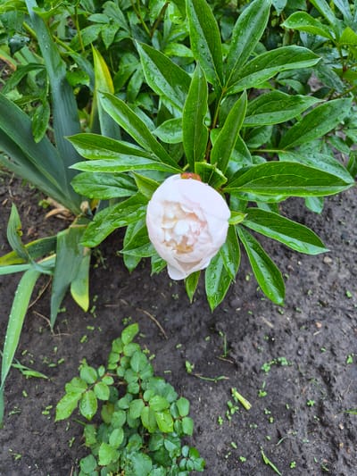 A light pink peony flower, partially open, is positioned centrally in the frame, surrounded by its dark green, wet leaves. Numerous water droplets are visible on the foliage. To the left, several long, sword-like green leaves, likely from an iris or similar plant, extend vertically and horizontally, also bearing water droplets. The ground consists of dark, wet soil, showing small indentations and scattered tiny green sprouts. In the lower left quadrant, a small, multi-stemmed plant with numerous small, dark green leaves, consistent with a young rose bush, is present on the soil. The scene depicts a cultivated outdoor area. Location: Hlevakha, Ukraine.