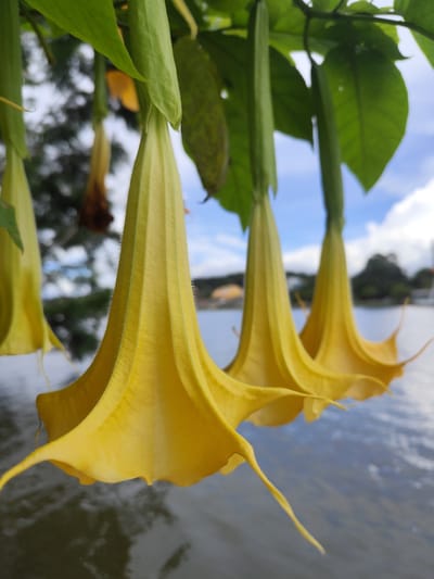 The image shows a close-up view of several hanging yellow trumpet-shaped flowers, likely Angel's Trumpet (Brugmansia). The flowers are suspended from green stems and leaves, with some of them in sharp focus and others blurred in the background. Beyond the flowers, a body of water, possibly a lake or river, is visible, reflecting the sky and some distant trees and buildings. The sky is partly cloudy, with a mix of blue sky and white clouds. The overall impression is a natural, serene setting, possibly a garden or park area. Given the context of Da Lat, Vietnam, known for its abundant flowers and natural landscapes, this scene could be located in one of the city's many gardens or near Xuan Huong Lake, a prominent feature of Da Lat. There are no people or discernible actions depicted in the image.