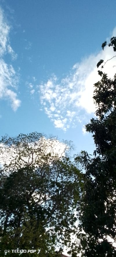 A low-angle shot captures a bright blue sky filled with scattered, wispy white clouds. Silhouetted against the sky are the tops of lush green trees and branches. The foliage is dense in some areas, creating dark masses, while in others, the branches are bare and intricate. The light source appears to be behind the trees, creating a bright, almost blown-out effect in the upper portion of the image. In the bottom left corner, a watermark reads "TECNO POP 7". The image depicts an outdoor scene, likely in Altagracia, Venezuela, with a focus on the sky and tree canopy on a clear day.