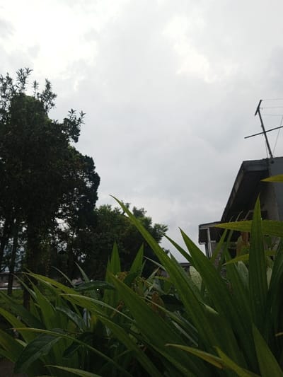 The image depicts an outdoor scene in Ciherang, Indonesia, under a uniformly overcast, gray sky. The foreground is occupied by a dense arrangement of long, pointed, dark green plant leaves, several of which show small water droplets on their surfaces. In the mid-ground, a large, dark green tree with dense foliage is visible on the left side of the frame, partially obscured by the foreground plants. To the right, a section of a concrete building is present, featuring a flat or low-pitched roof. A dark, cross-shaped antenna or utility pole is mounted on this building's roof, extending vertically. No individuals, animals, or specific actions are discernible within the frame.