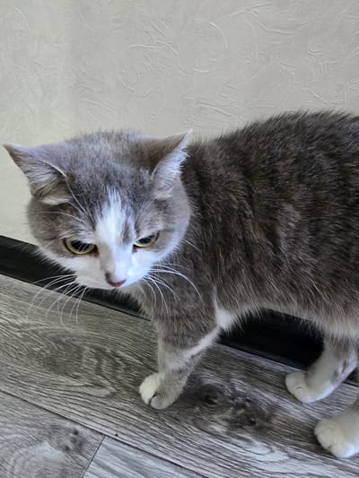 A grey and white cat with green eyes is standing on a wooden floor indoors, with a textured white wall in the background. The cat is facing downwards and to the left.