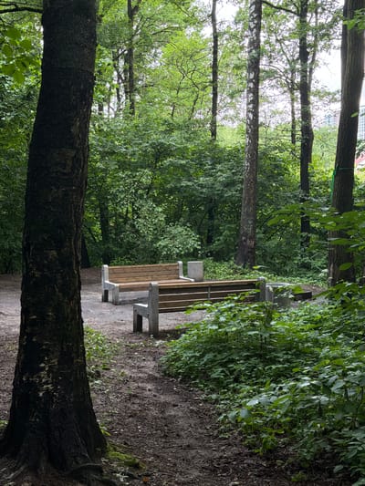 The image depicts a tranquil park scene in the city of Khimki, Russia, characterized by lush greenery and an atmosphere of serene nature. In the foreground, a prominent tree trunk with dark, rough bark stands to the left, its base partially obscured by moss and fallen leaves. A dirt path, damp and speckled with small stones and twigs, winds through the scene, leading towards two park benches situated further back. These benches are constructed with wooden slats and supported by concrete bases, appearing weathered and well-used.

The benches are placed within a clearing, surrounded by a dense canopy of trees and undergrowth. The foliage is predominantly shades of green, with various leaf shapes and sizes indicating a diverse array of plant life. Tall trees with slender trunks, some with white bark, rise majestically, their branches reaching towards the sky, filtering the daylight and creating dappled patterns on the ground. The environment suggests a cool, possibly overcast day, with the soft light illuminating the natural elements. In the far background, glimpses of urban structures can be seen through the trees, hinting at the park's integration within the city. No people are visible in the image, contributing to the quiet and solitary mood of the park. The overall impression is one of a well-maintained, yet wild, urban oasis, inviting contemplation and relaxation.