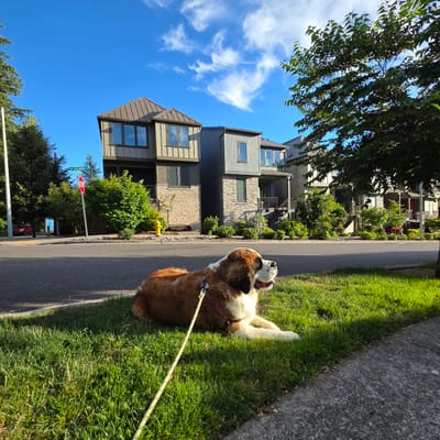 A Saint Bernard dog with brown and white fur lies on a grassy verge next to a paved sidewalk. The dog is on a leash, which trails onto the grass. Behind the dog, across a paved road, are several modern townhouses with a mix of wood and stone exteriors. In the background, there are trees and a clear blue sky with wispy white clouds. A red car is parked on the side of the road near a stop sign and a street sign that reads "SW SALMON ST". A yellow fire hydrant is visible in front of one of the houses. The lighting suggests it is daytime, possibly late afternoon, with sunlight casting shadows across the scene.