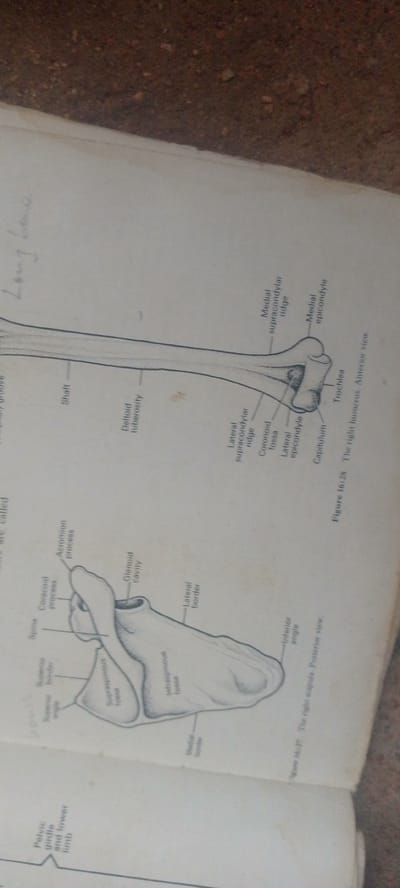 The image displays anatomical diagrams of bones, specifically the humerus and scapula, with labels indicating various parts. The diagram of the humerus shows its shaft, medial and lateral supracondylar ridges, coronoid fossa, capitulum, trochlea, medial and lateral epicondyles, and medial epicondyle. The scapula diagram labels the spine, coracoid process, acromion process, glenoid cavity, lateral and medial borders, superior and inferior angles, supraspinous fossa, and infraspinous fossa. The text at the bottom indicates "Figure 16.28 The right humerus. Anterior view." and "Figure 16.27. The right scapula. Posterior view." The image is a page from a textbook or reference material. There is no information present in the image that provides any context about the city of Jauro Yinu, Nigeria.